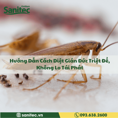 Hướng Dẫn Cách Diệt Gián Đức Triệt Để, Không Lo Tái Phát